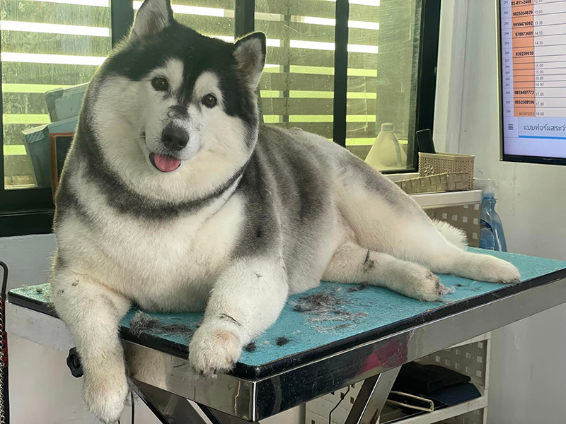 เจ้าของพาไซบีเรียนมาตัดขน จะได้ผอมลง 