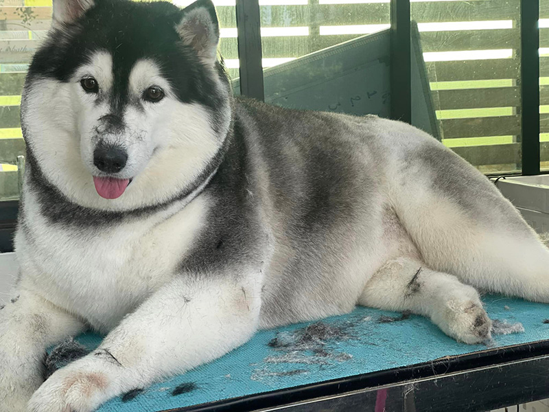 เจ้าของพาไซบีเรียนมาตัดขน จะได้ผอมลง 