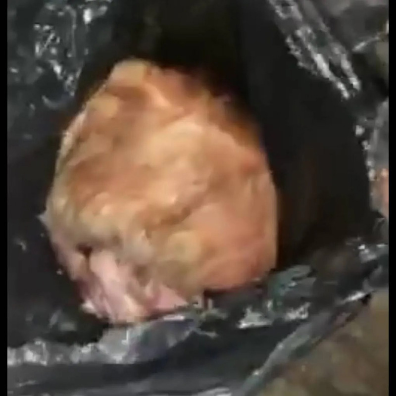 แมวหายทุกวันพระเพื่อนบ้านจับบูชายัญ อ้างเป็นไซโคพาธ