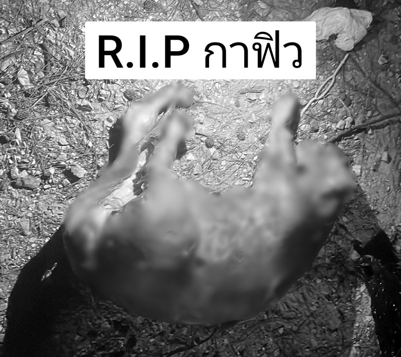 แมวหายทุกวันพระเพื่อนบ้านจับบูชายัญ อ้างเป็นไซโคพาธ