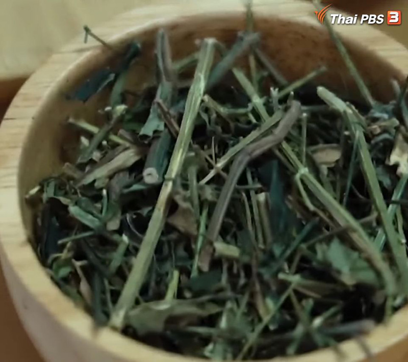 เปิดผลวิจัย ฟ้าทะลายโจร ช่วยลดปอดอักเสบ เชื้อโควิด ไม่ได้ กินติดกัน 5 วัน เสี่ยงตับพัง