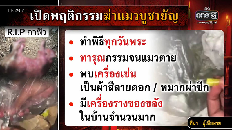 เพื่อนบ้านฆ่าแมว