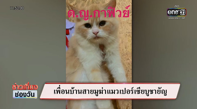 เพื่อนบ้านฆ่าแมว