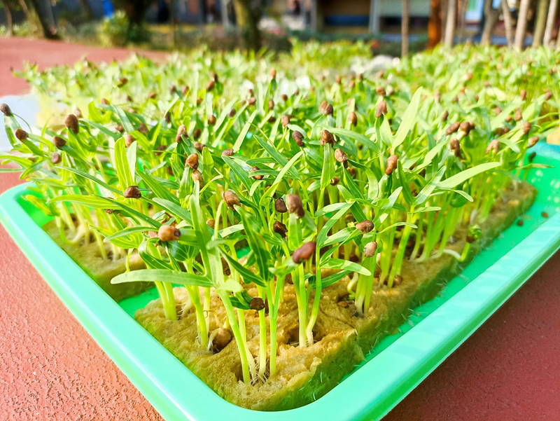 วิธีปลูกผักบุ้ง