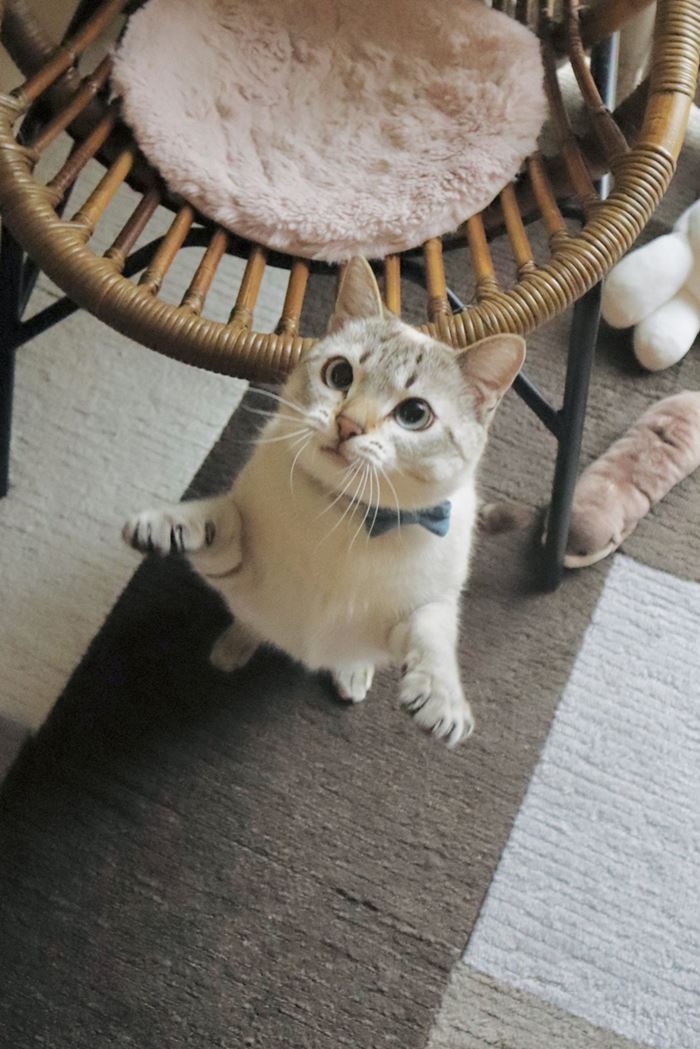 แมวจร อัปเกรดเป็น แมวบ้าน 