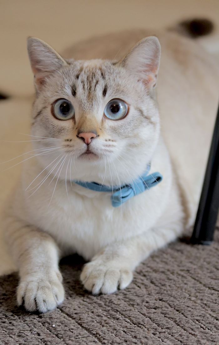 แมวจร อัปเกรดเป็น แมวบ้าน 