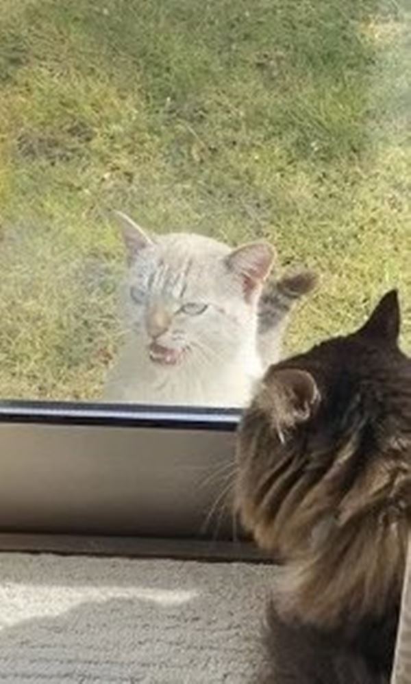 แมวจร อัปเกรดเป็น แมวบ้าน 