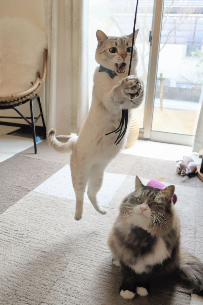 แมวจร อัปเกรดเป็น แมวบ้าน 