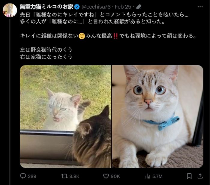 แมวจร อัปเกรดเป็น แมวบ้าน 