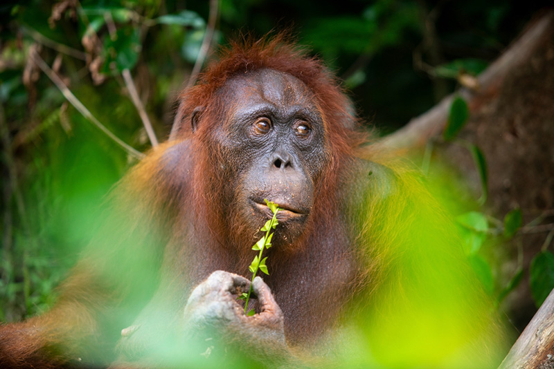 ที่เที่ยวอินโดนีเซีย