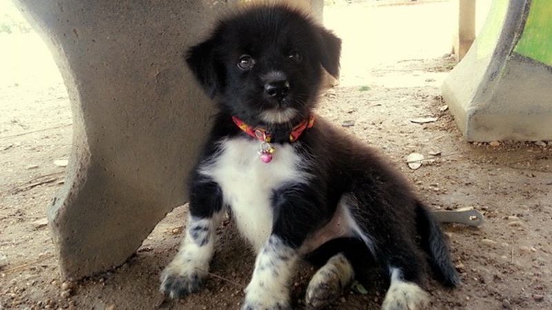 บ้านชั้นเดียวหลังเล็กกลางไร่ 