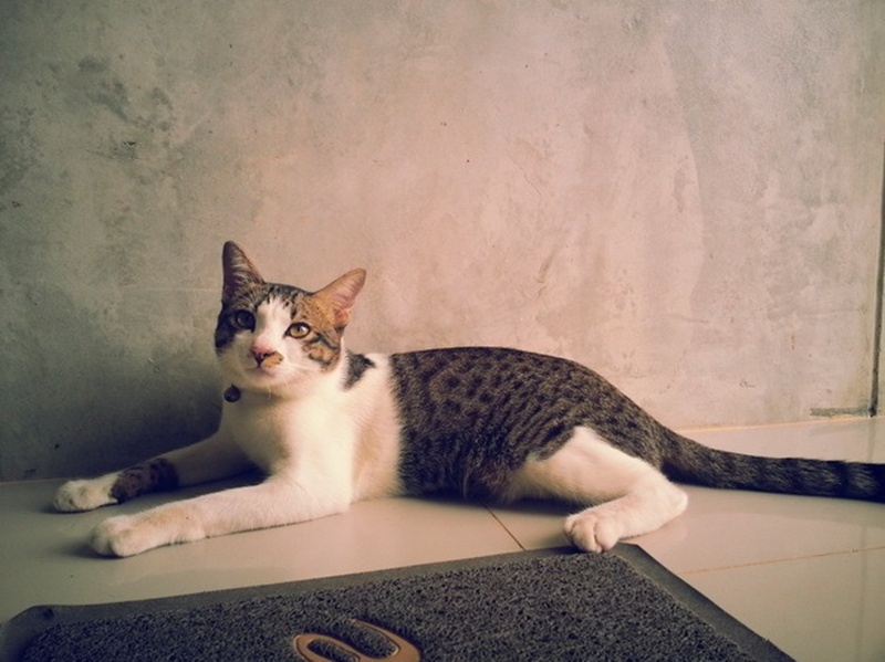 บ้านชั้นเดียวหลังเล็กกลางไร่ 