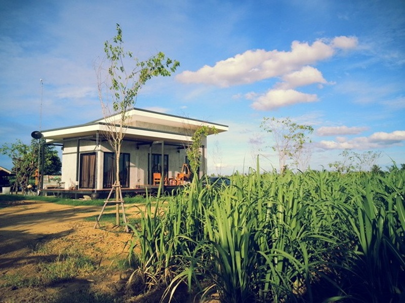 บ้านชั้นเดียวหลังเล็กกลางไร่
