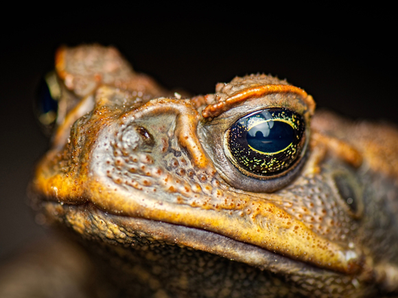 หวยพญาคันคาก เลขเด็ดงวดนี้ 1 ธ.ค. 68