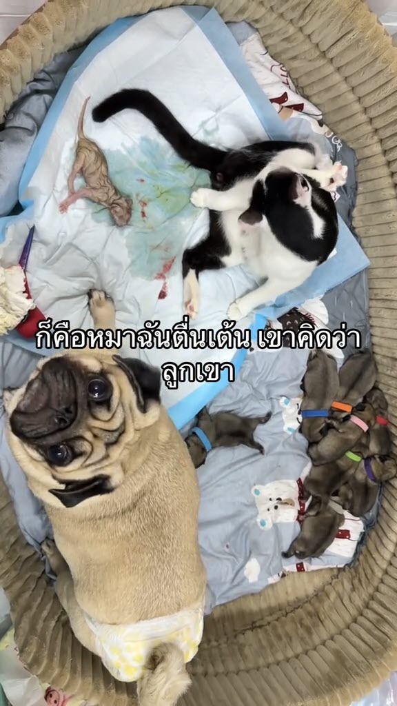 หมากับแมวออกลูกพร้อมกัน พีคหมาแย่งลูกแมว แมวแย่งเลี้ยงลูกหมา