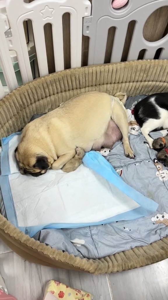 หมากับแมวออกลูกพร้อมกัน พีคหมาแย่งลูกแมว แมวแย่งเลี้ยงลูกหมา