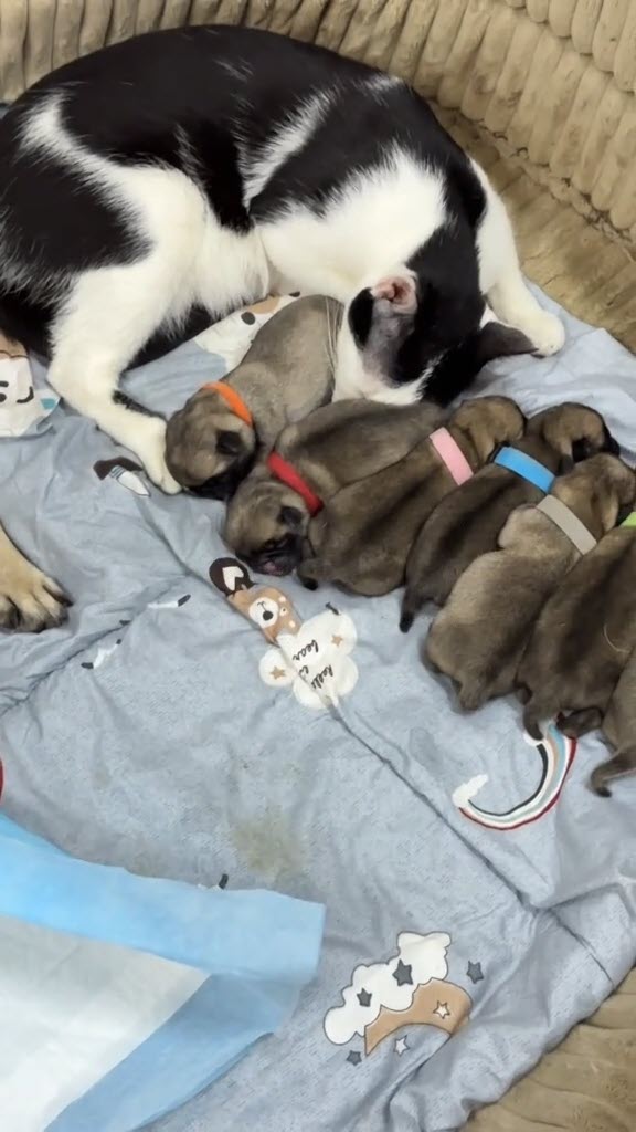 หมากับแมวออกลูกพร้อมกัน พีคหมาแย่งลูกแมว แมวแย่งเลี้ยงลูกหมา