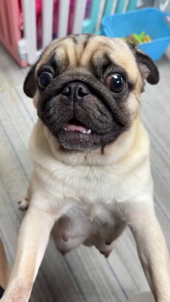 หมากับแมวออกลูกพร้อมกัน พีคหมาแย่งลูกแมว แมวแย่งเลี้ยงลูกหมา