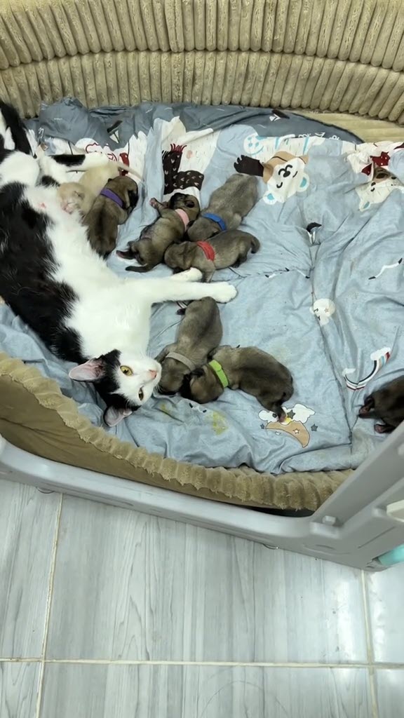 หมากับแมวออกลูกพร้อมกัน พีคหมาแย่งลูกแมว แมวแย่งเลี้ยงลูกหมา