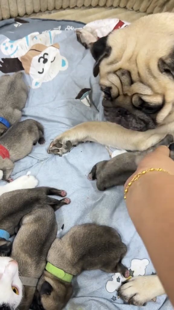 หมากับแมวออกลูกพร้อมกัน พีคหมาแย่งลูกแมว แมวแย่งเลี้ยงลูกหมา