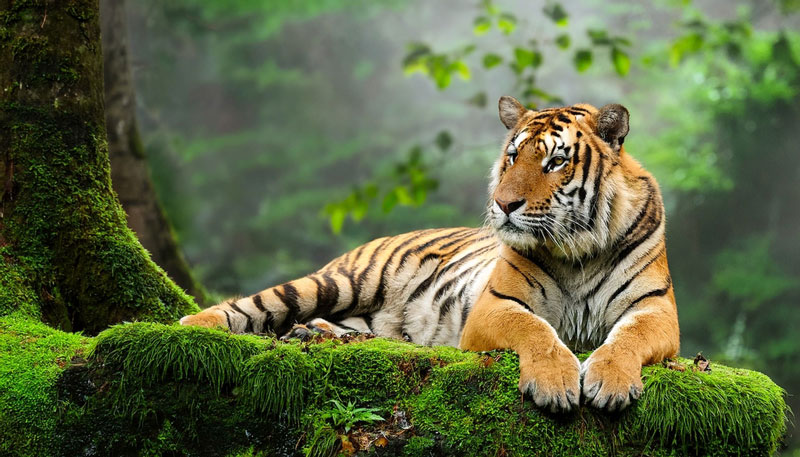 เลขเด็ดเสือตกถังพลังเงินดี 16 พ.ย. 68