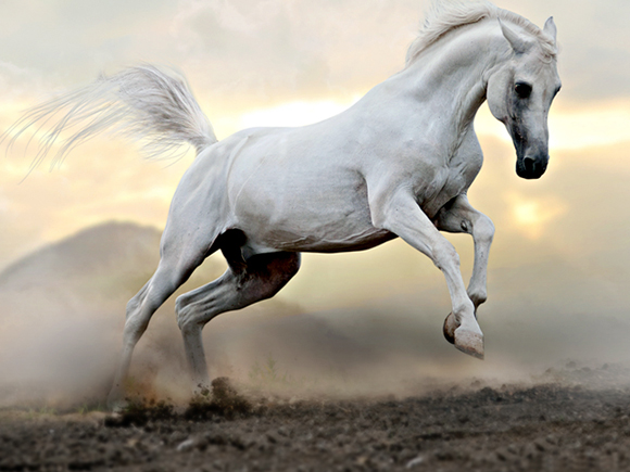 หวยม้าสีหมอก เลขเด็ดงวดนี้ 16 มี.ค. 69