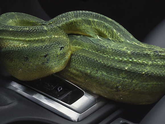 เลขทะเบียนรถงูจงอางเลื้อย