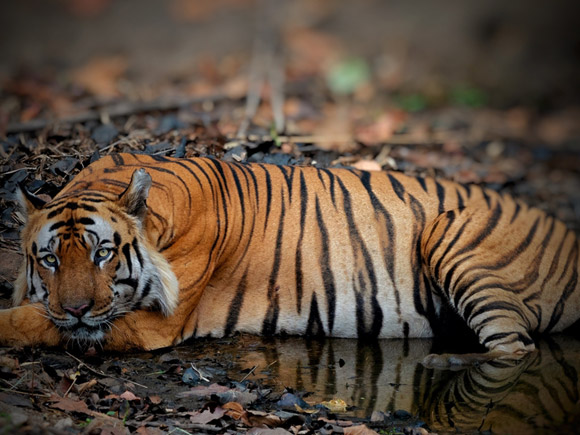 หวยเสือตกถังพลังเงินดีมาแล้ว เลขเด็ดงวดนี้ 16 ก.พ. 69