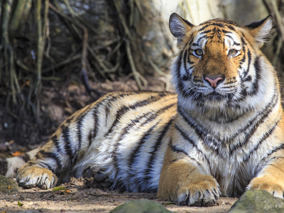 หวยเสือตกถังพลังเงินดี เลขเด็ดงวดนี้ 1 เม.ย. 69