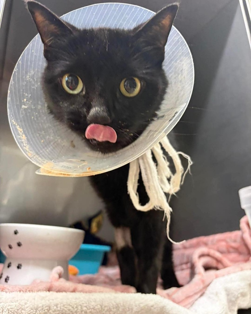 แมวดำเกือบถูกการุณยฆาต