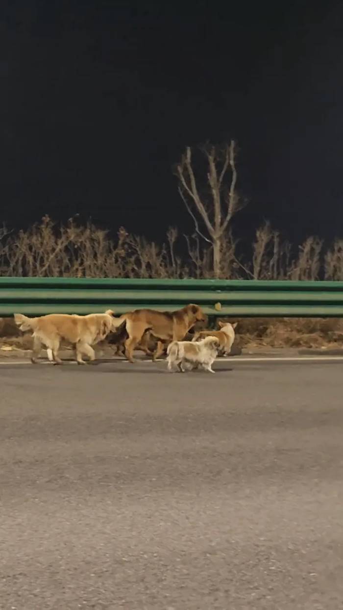 ไวรัลซึ้ง หมา 7 ช่วยกันหนีตาย