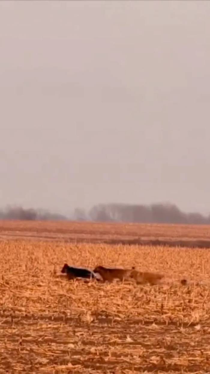 ไวรัลซึ้ง หมา 7 ช่วยกันหนีตาย