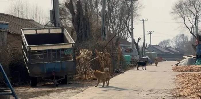 ไวรัลซึ้ง หมา 7 ช่วยกันหนีตาย