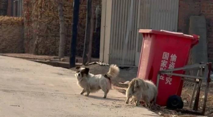 ไวรัลซึ้ง หมา 7 ช่วยกันหนีตาย