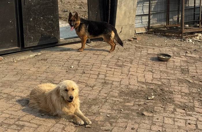 ไวรัลซึ้ง หมา 7 ช่วยกันหนีตาย