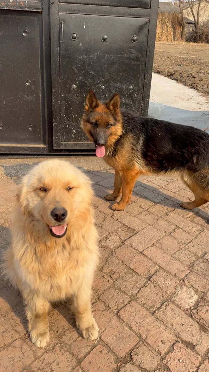 ไวรัลซึ้ง หมา 7 ช่วยกันหนีตาย