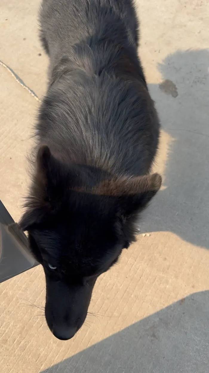 ไวรัลซึ้ง หมา 7 ช่วยกันหนีตาย