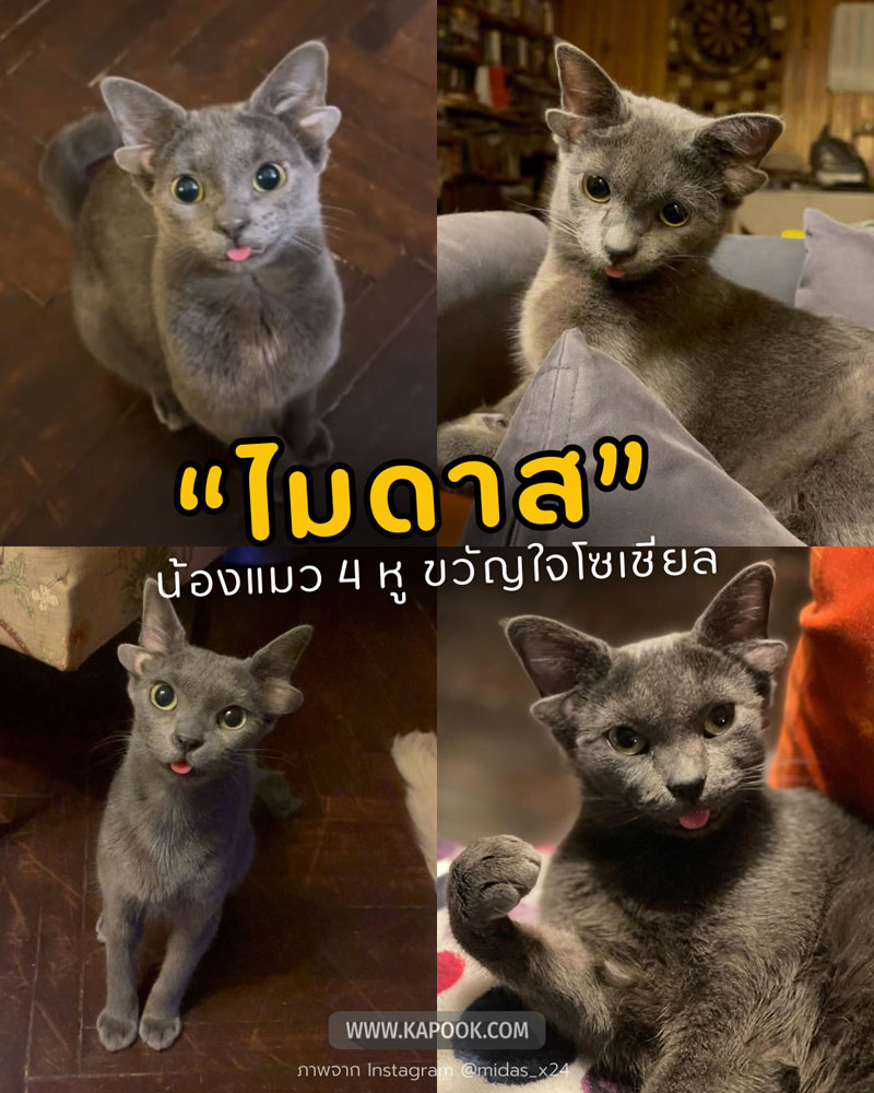 น่ารักสุดแบ๊ว แมว 4 หู