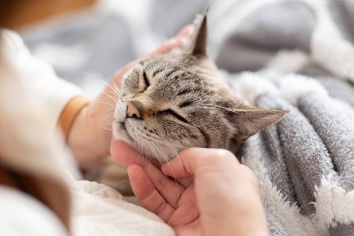 แมวปอดอักเสบ