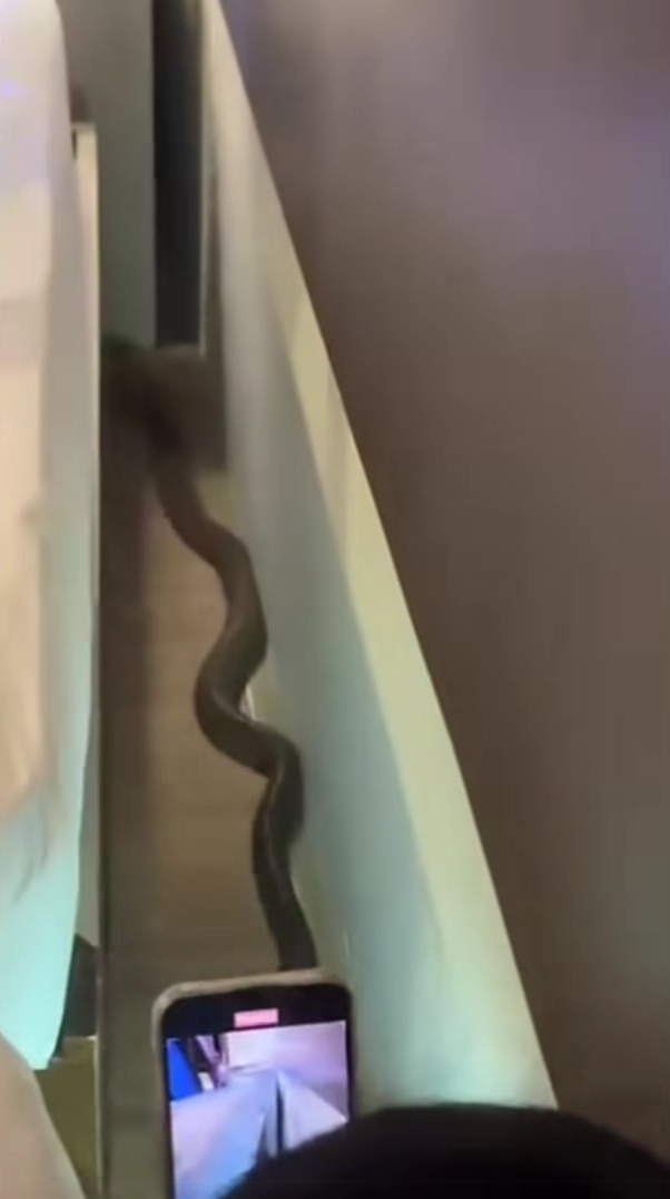 งูเลื้อยพาดคอ 