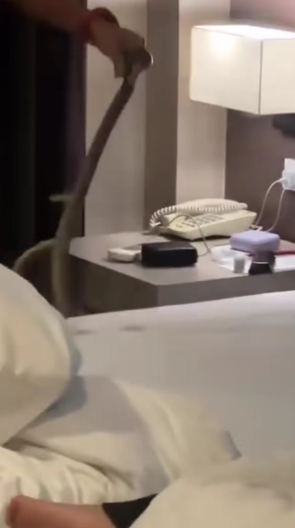 งูเลื้อยพาดคอ 