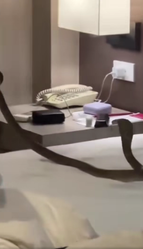 งูเลื้อยพาดคอ 