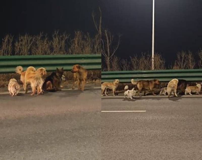 สุนัขแสนรู้