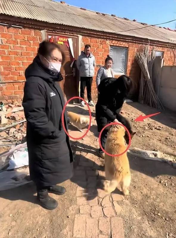 สุนัขแสนรู้