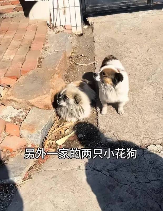 สุนัขแสนรู้