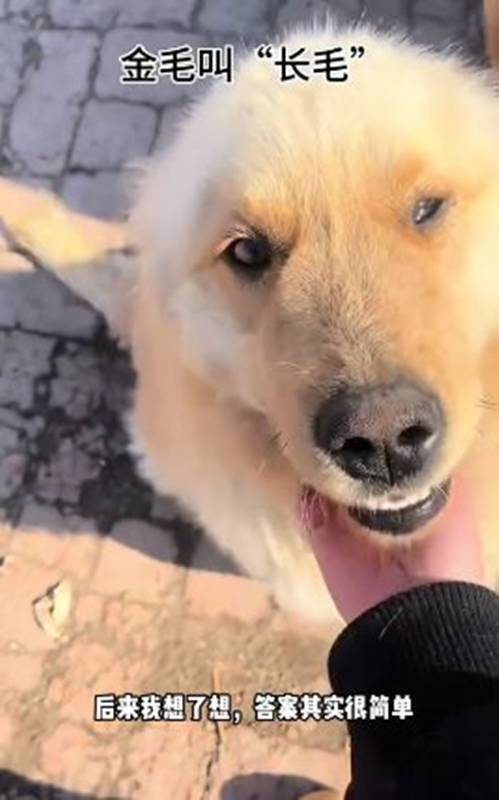 สุนัขแสนรู้