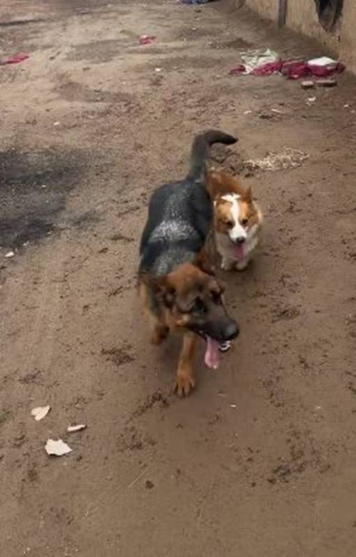 สุนัขแสนรู้