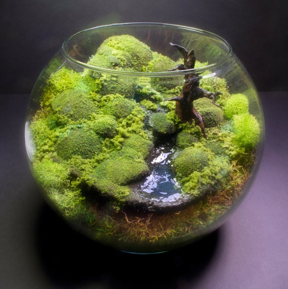 terrarium สวนขวดแก้ว
