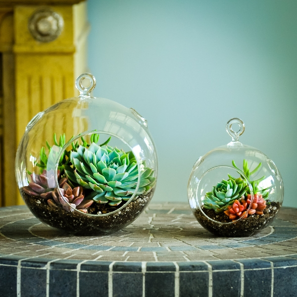 terrarium สวนขวดแก้ว