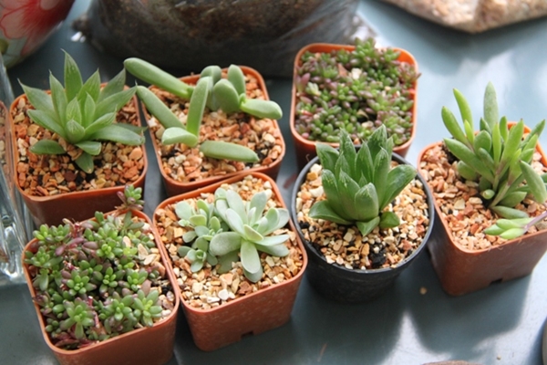 teraarium สวนขวดแก้ว